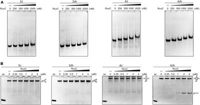 Classical and novel properties of Holliday junction resolvase SynRuvC from Synechocystis sp. PCC6803